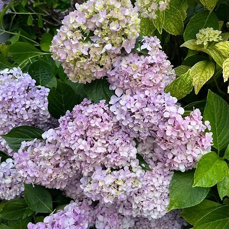 Apartamento Privata Orchidea