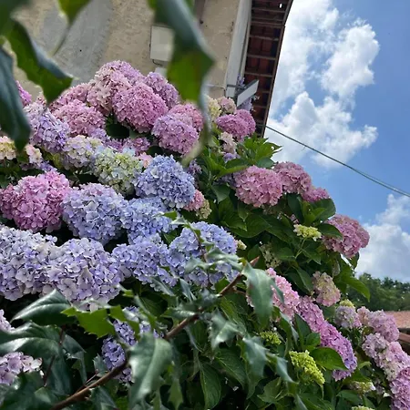 Apartamento Privata Orchidea