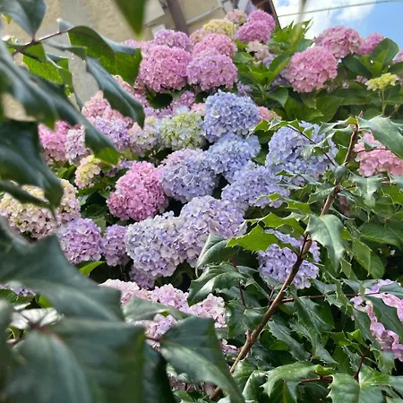 Apartamento Privata Orchidea *