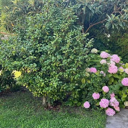 Privata Orchidea Apartamento Castellero