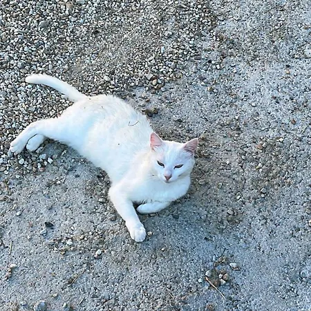 Privata Orchidea Apartamento