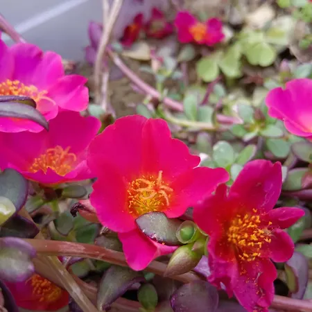 Apartamento Privata Orchidea *