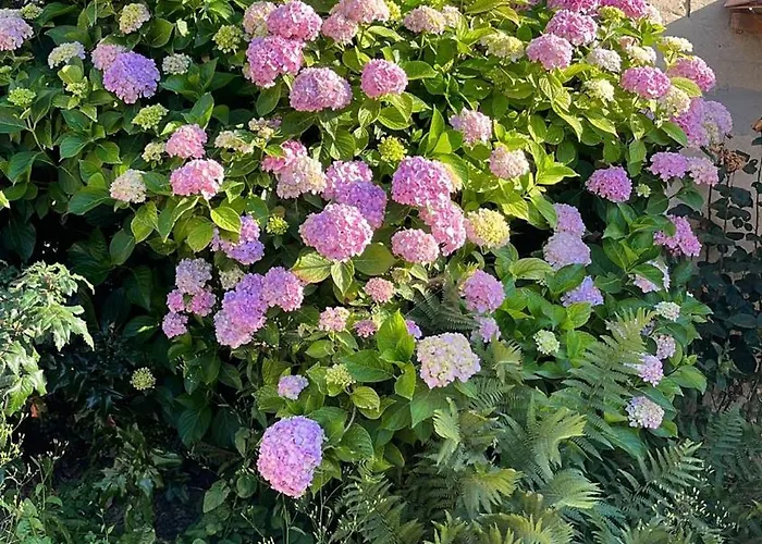 Apartamento Privata Orchidea Castellero