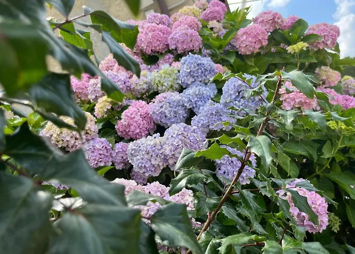 Apartamento Privata Orchidea *