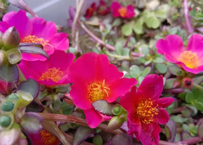 Apartamento Privata Orchidea *